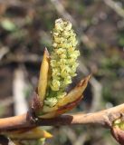 Populus &times; sibirica