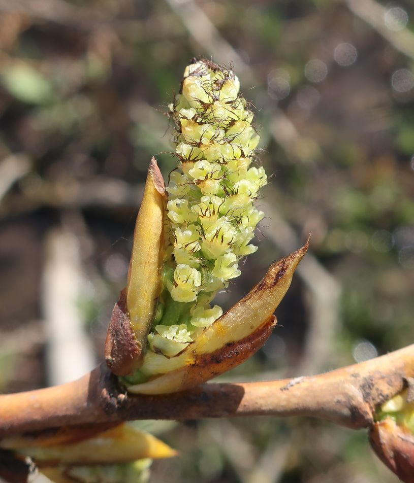 Изображение особи Populus &times; sibirica.