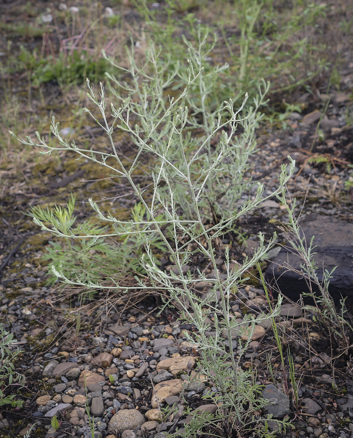 Image of Centaurea diffusa specimen.