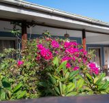 род Bougainvillea. Цветущее растение (на переднем плане - Plumeria). Чили, обл. Valparaiso, провинция Isla de Pascua, г. Hanga Roa, двор гостиницы. 12.03.2023.