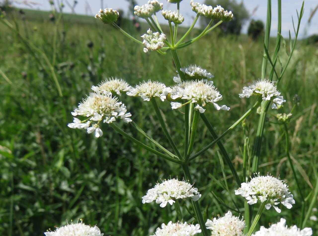 Изображение особи Oenanthe silaifolia.