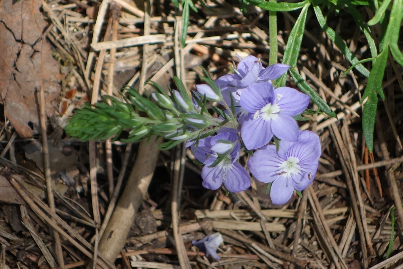 Изображение особи Veronica multifida.