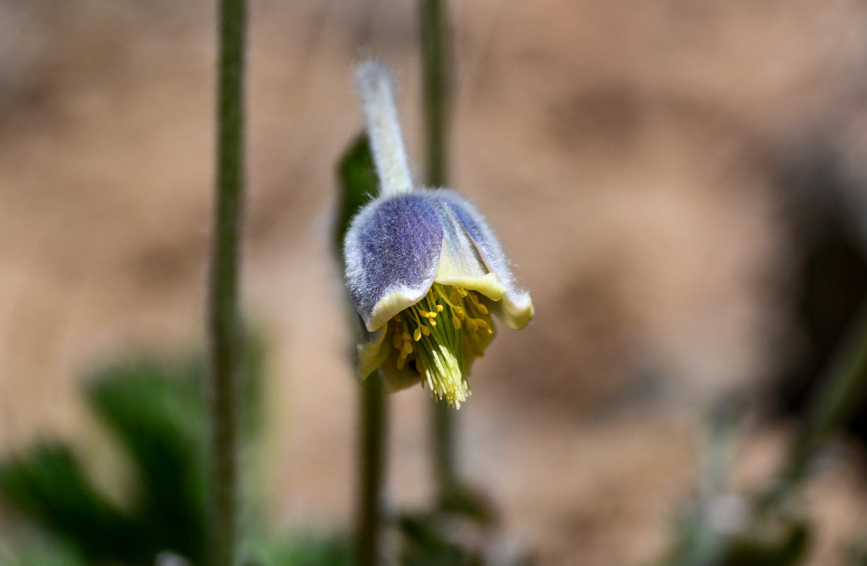 Image of Pulsatilla campanella specimen.