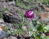 Vicia alpestris
