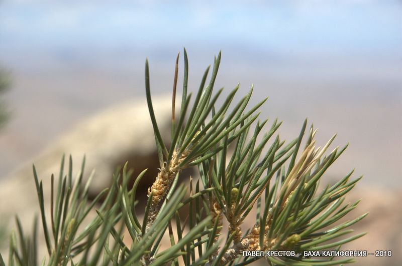 Изображение особи Pinus monophylla.