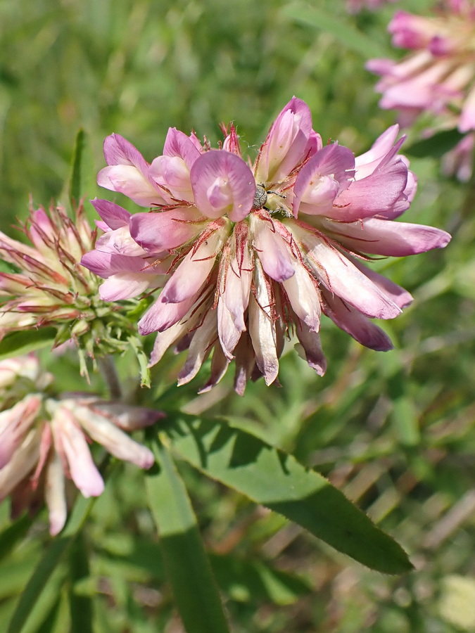 Image of Trifolium lupinaster specimen.