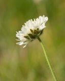 Knautia involucrata