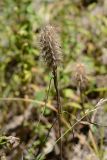 Trifolium angustifolium. Верхушка сухого побега с соплодием и притаившимся паучком. Краснодарский край, Лазаревский р-н, окр. с. Ордынка, 190 м н.у.м., просека. 20.07.2023.