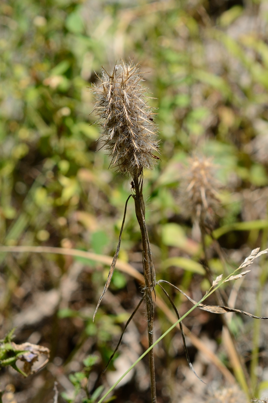 Изображение особи Trifolium angustifolium.