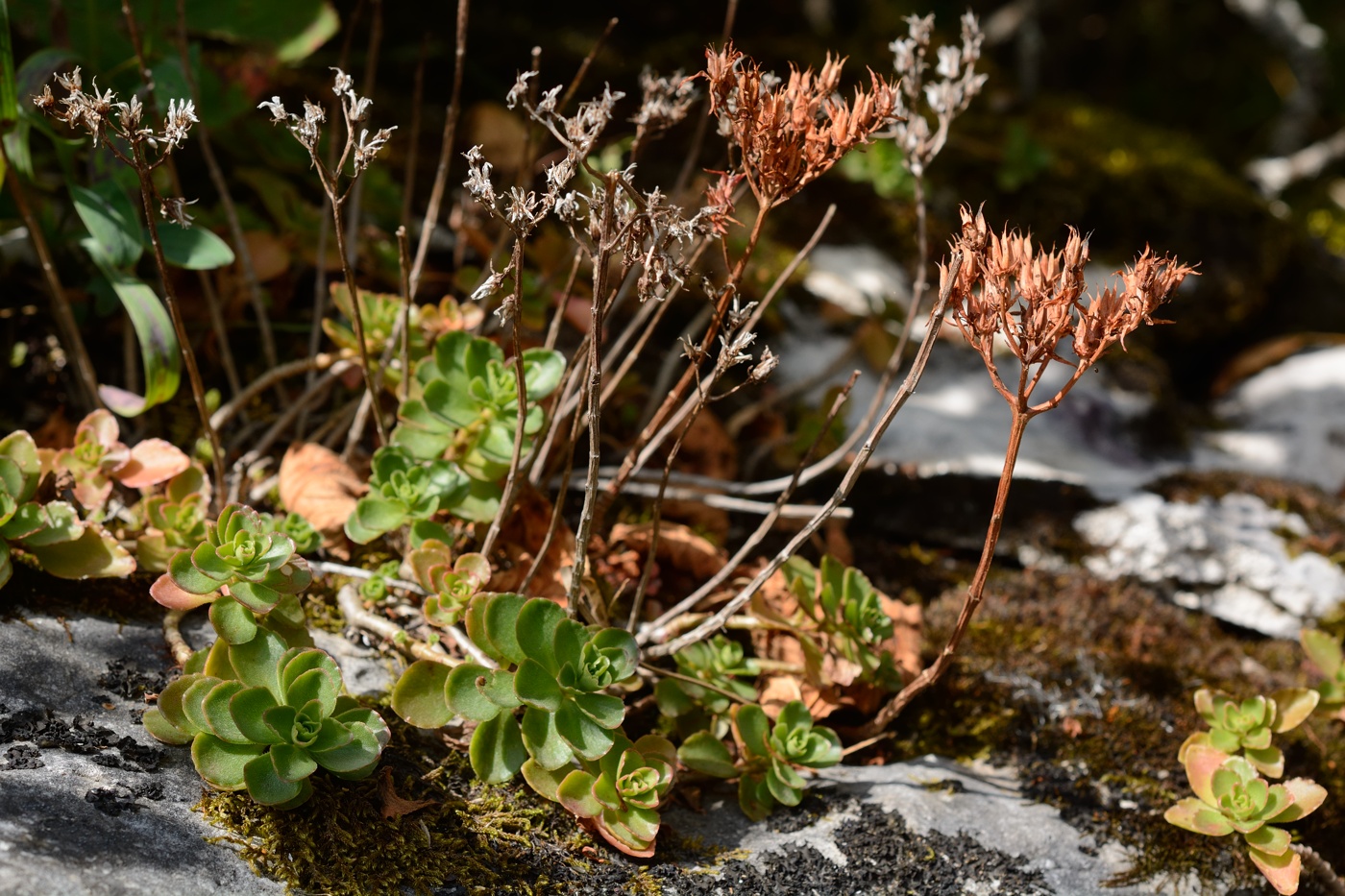 Image of Sedum spurium specimen.