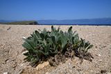 Craniospermum subvillosum