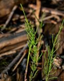 Equisetum arvense