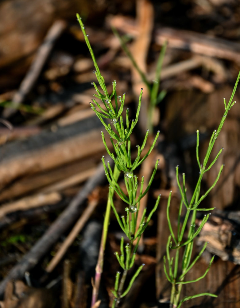 Image of Equisetum arvense specimen.