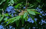 Castanea sativa. Верхушка ветви с соцветиями. Грузия, Аджария, национальный парк \"Мтирала\", опушка широколиственного леса. 17.06.2023.