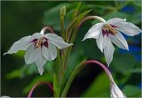 Gladiolus murielae