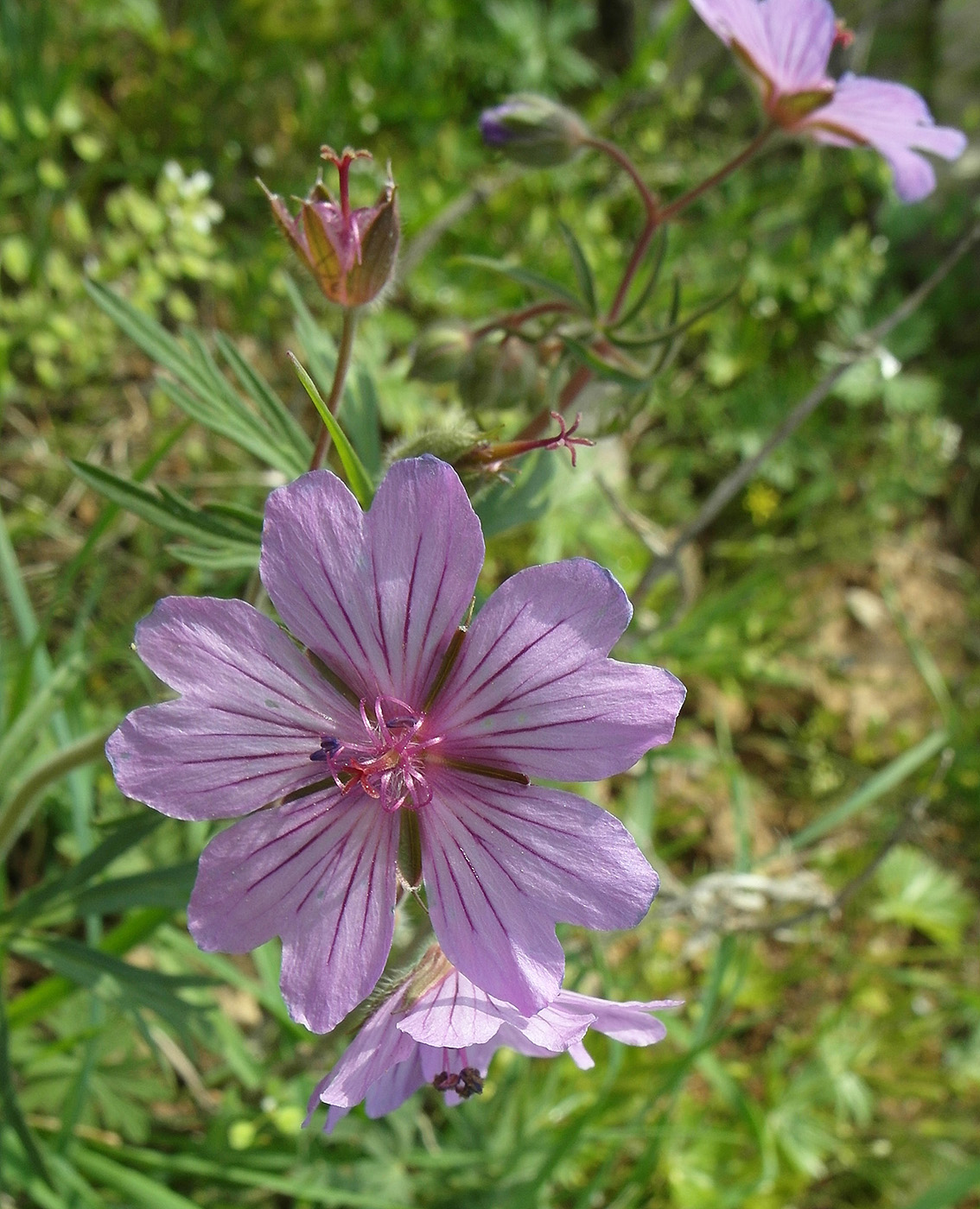 Image of Geranium transversale specimen.