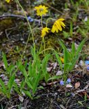 Arnica iljinii. Цветущие растения в сообществе с Myosotis. Красноярский край, Таймырский Долгано-Ненецкий р-н, плато Путорана, устье р. Кутарамакан, опушка смешанного леса. 23.07.2023.