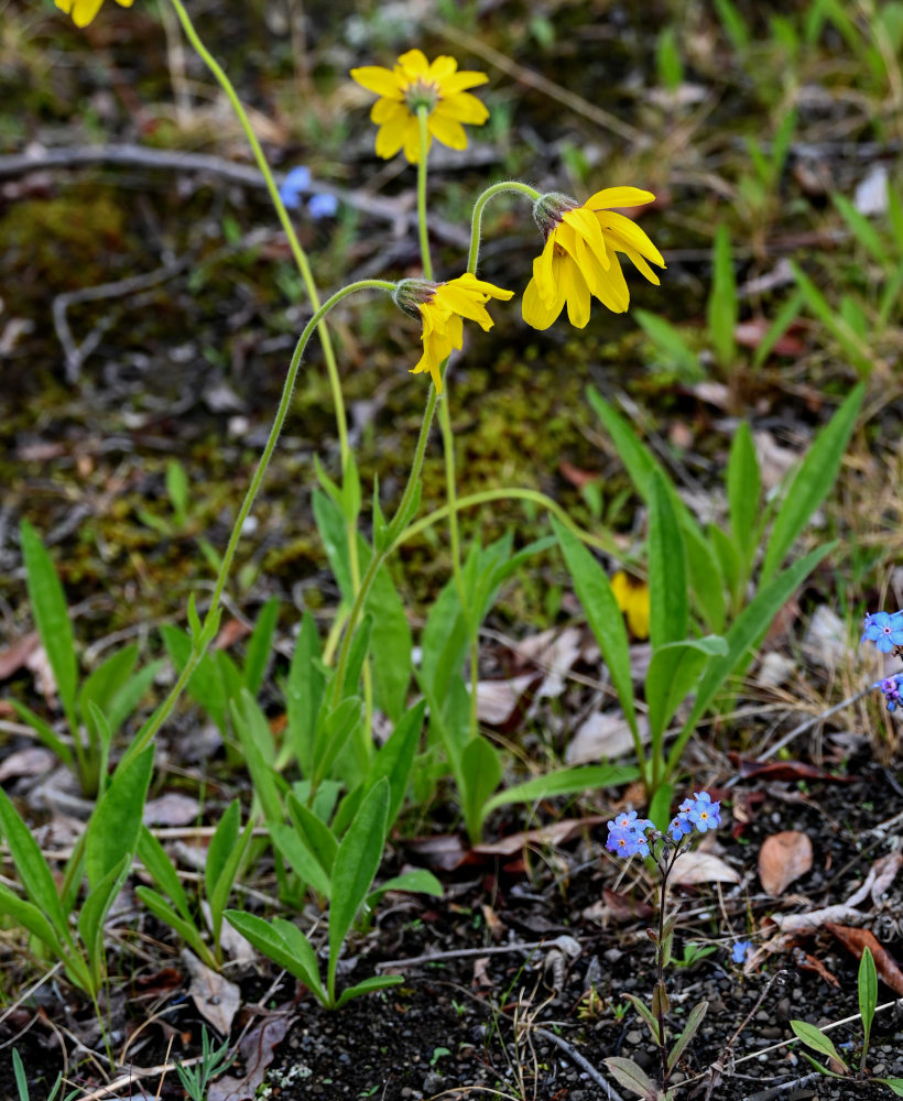 Изображение особи Arnica iljinii.