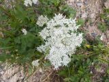 Heracleum apiifolium. Соцветие. Карачаево-Черкесия, Урупский р-н, хр. Загедан, долина Ацгарских озёр, ≈ 2500 м н.у.м., морена, альпийский луг. 09.08.2023.