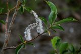 род Salix. Верхушка ветви с раскрывшимися соплодиями. Красноярский край, гор. округ Норильск, пос. Снежногорск, побережье Усть-Хантайского водохранилища, каменистый склон. 21.07.2023.