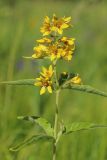 Lysimachia vulgaris