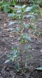 Amaranthus blitoides