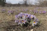 Pulsatilla taurica