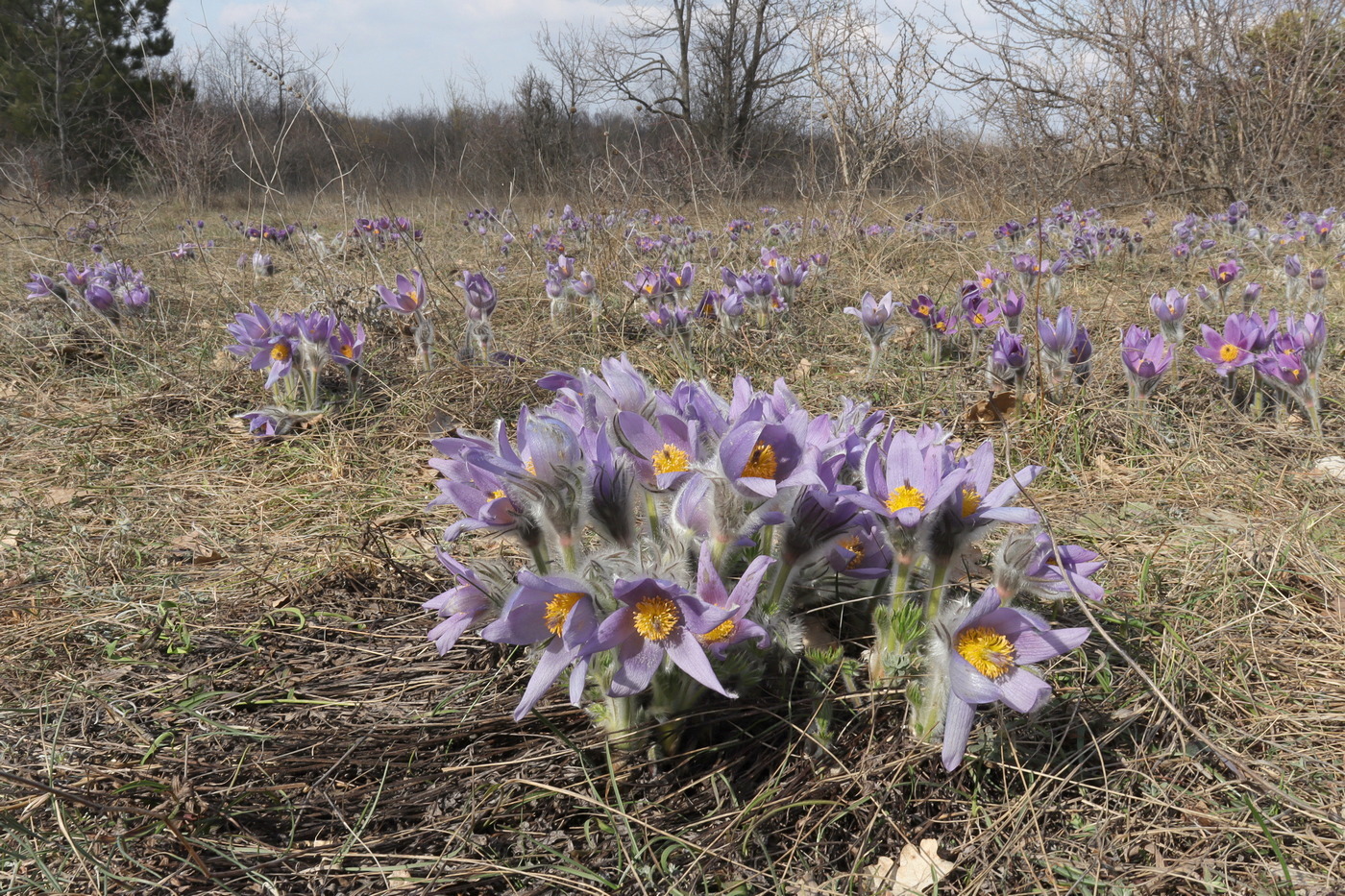 Image of Pulsatilla taurica specimen.