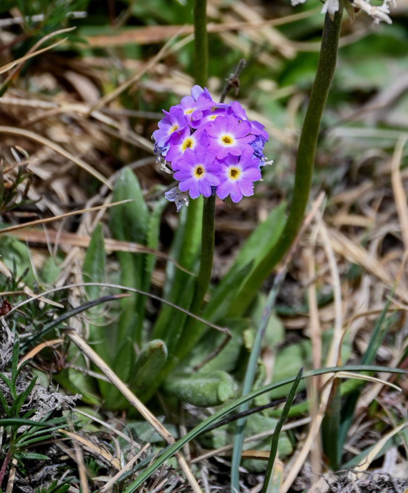 Изображение особи Primula algida.