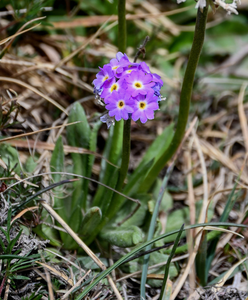 Image of Primula algida specimen.