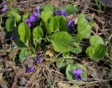 Viola odorata