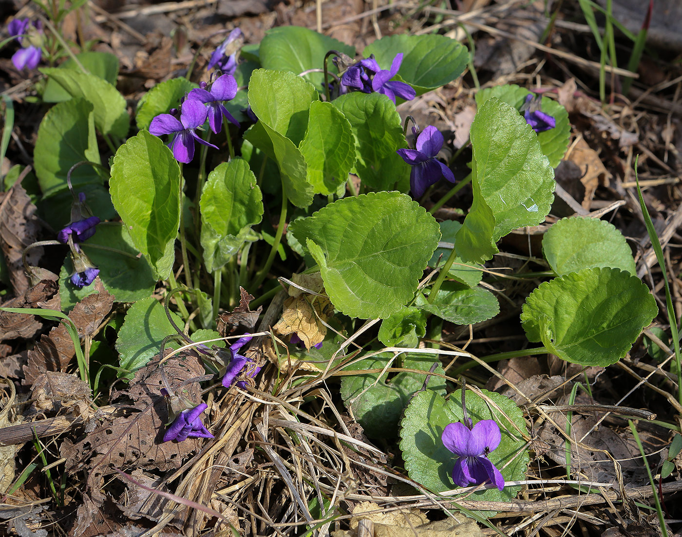 Image of Viola odorata specimen.