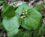 Hedera colchica. Соплодие с незрелыми плодами и листья. Абхазия, Рицинский реликтовый национальный парк, северный берег оз. Рица, ≈ 900 м н.у.м., широколиственный лес. 13.04.2024.