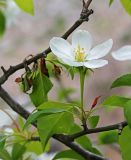 Malus mandshurica