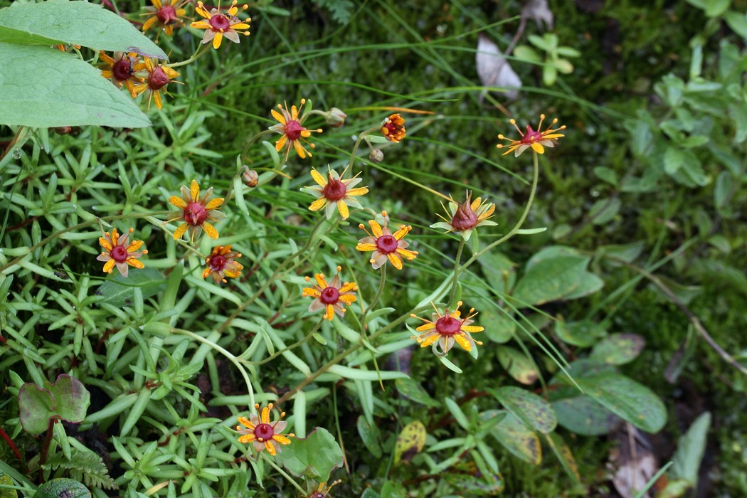 Image of Saxifraga aizoides specimen.