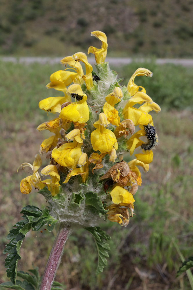 Изображение особи Phlomoides speciosa.