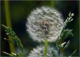 Taraxacum officinale