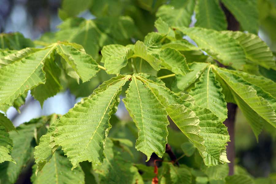 Изображение особи Aesculus hippocastanum.