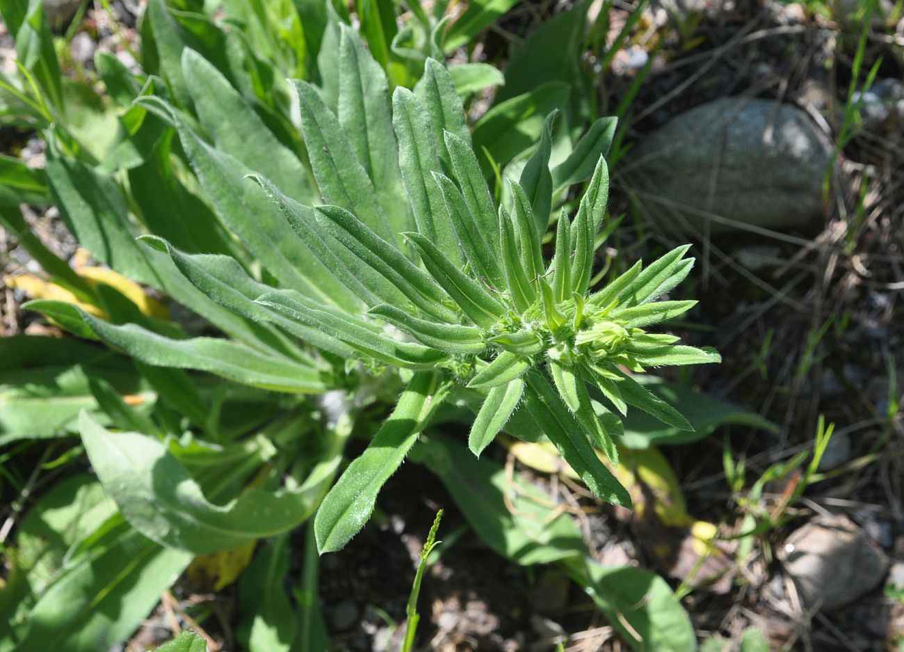 Изображение особи Echium vulgare.