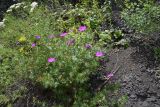 Geranium sanguineum