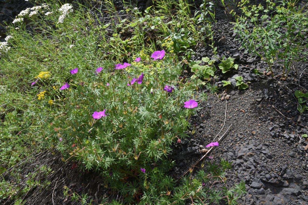 Изображение особи Geranium sanguineum.