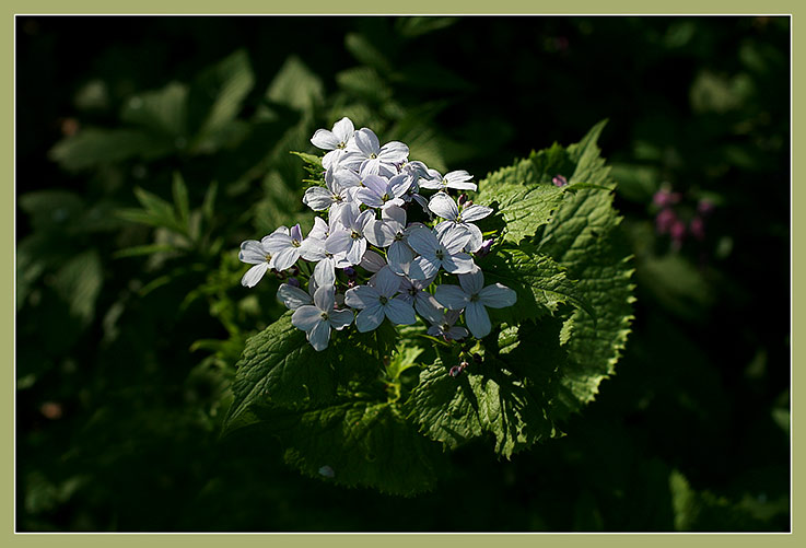 Изображение особи Lunaria rediviva.