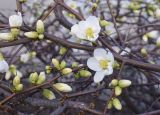Chaenomeles speciosa