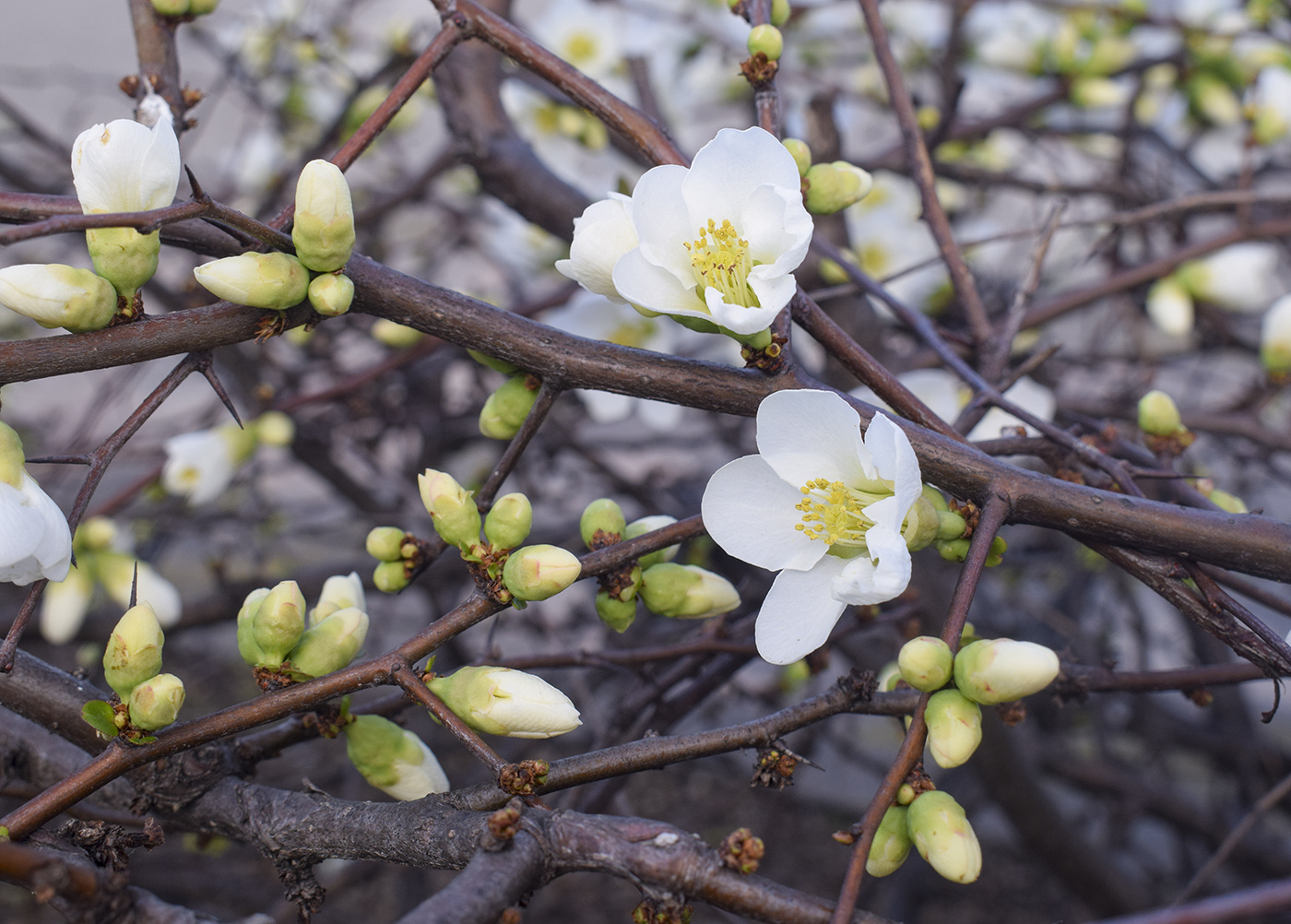Изображение особи Chaenomeles speciosa.