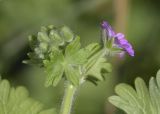Geranium molle