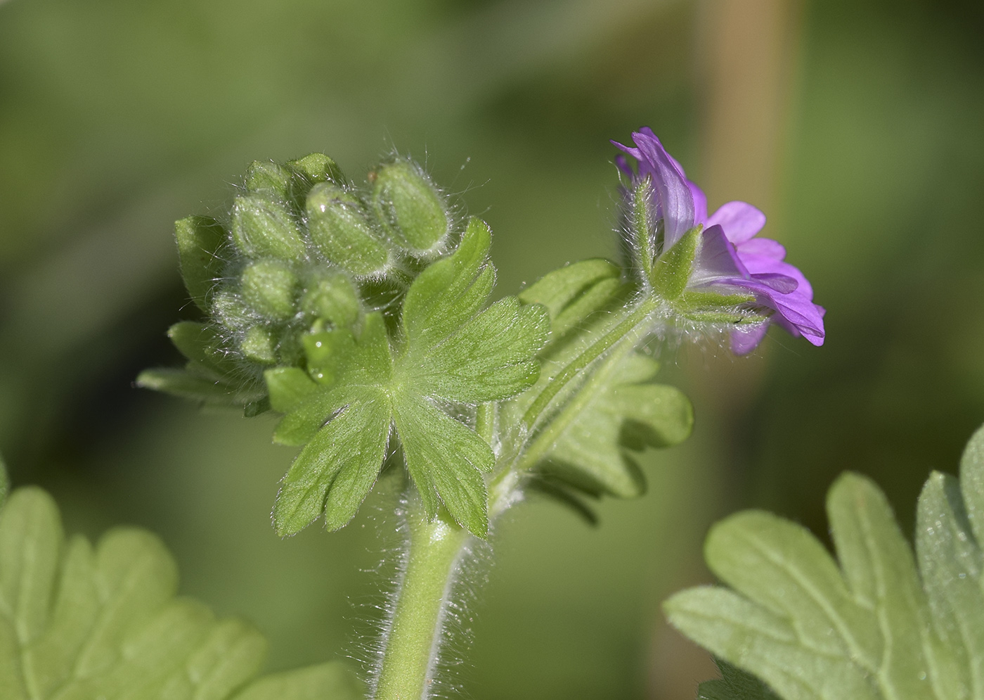 Изображение особи Geranium molle.