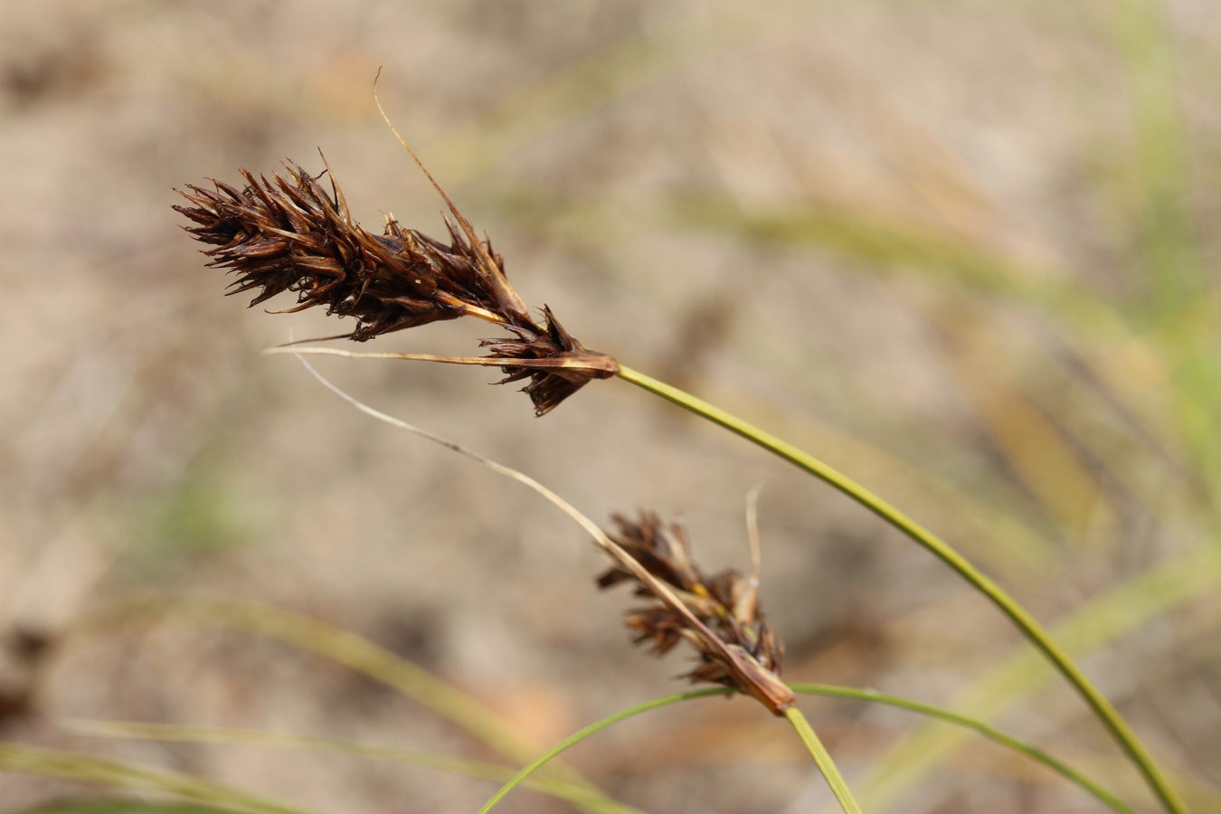 Изображение особи Carex arenaria.