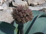 Allium karataviense
