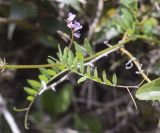 Vicia disperma