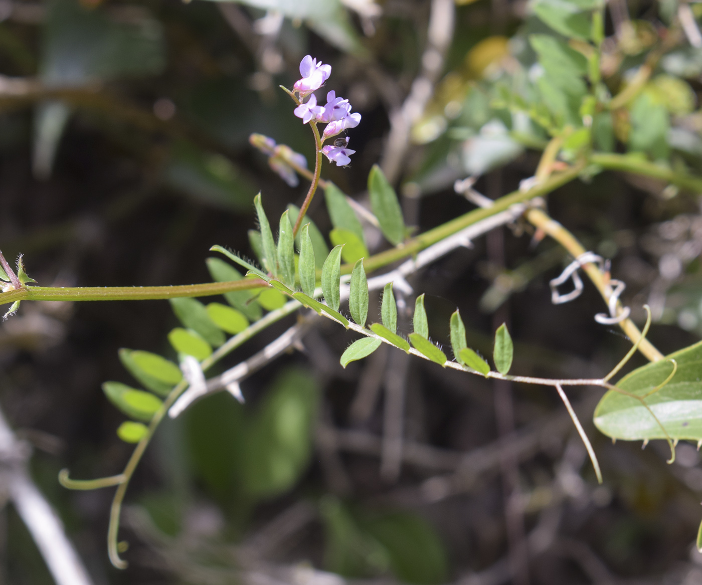 Изображение особи Vicia disperma.